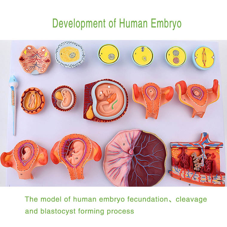 Development of Human Embryo1.jpg